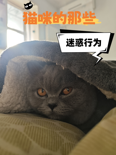 猫咪的那些迷惑行为：喵星人神秘“黑话”大揭秘