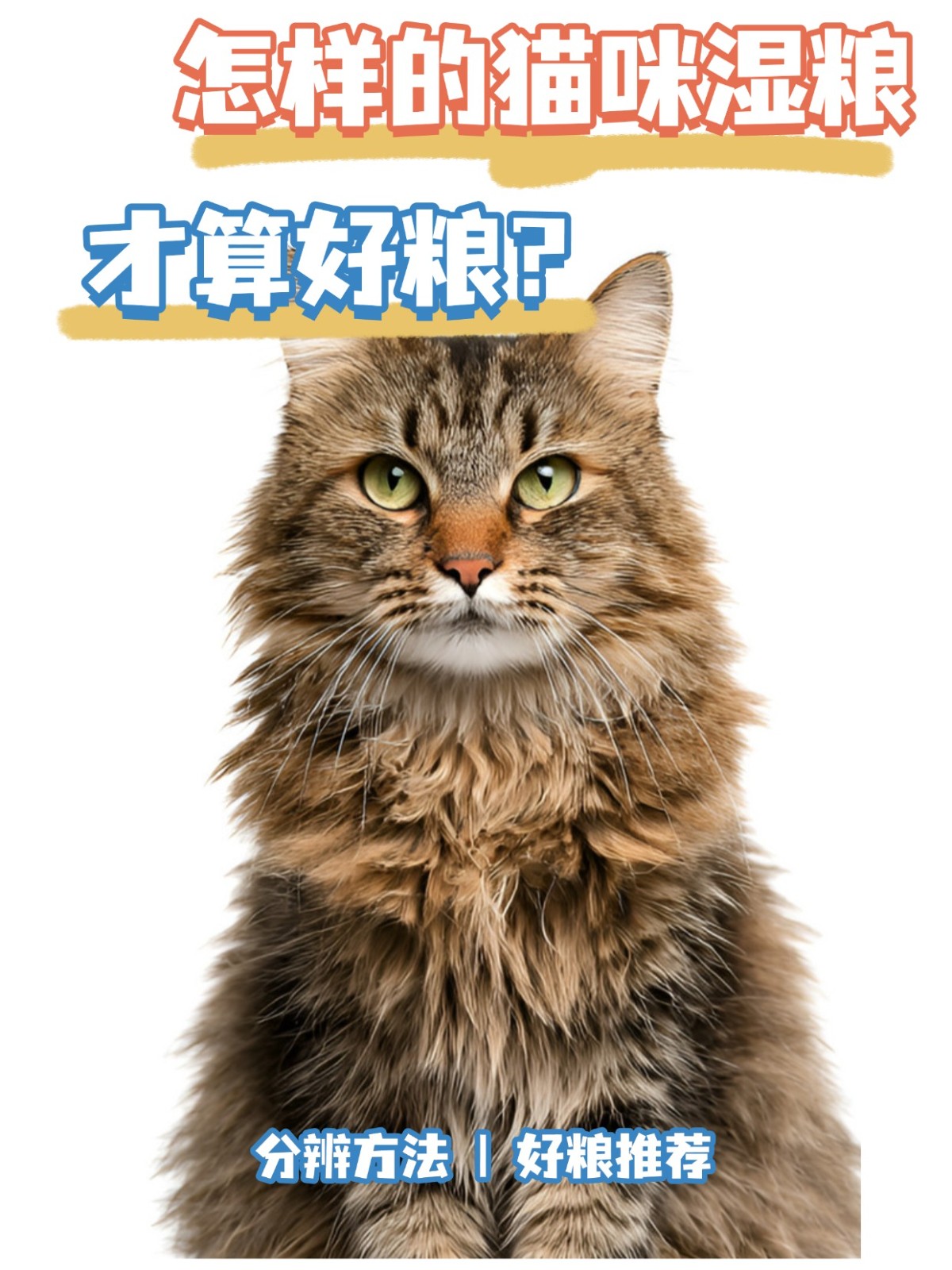 怎样的猫咪湿粮算是好粮？能让猫咪既爱吃又健康
