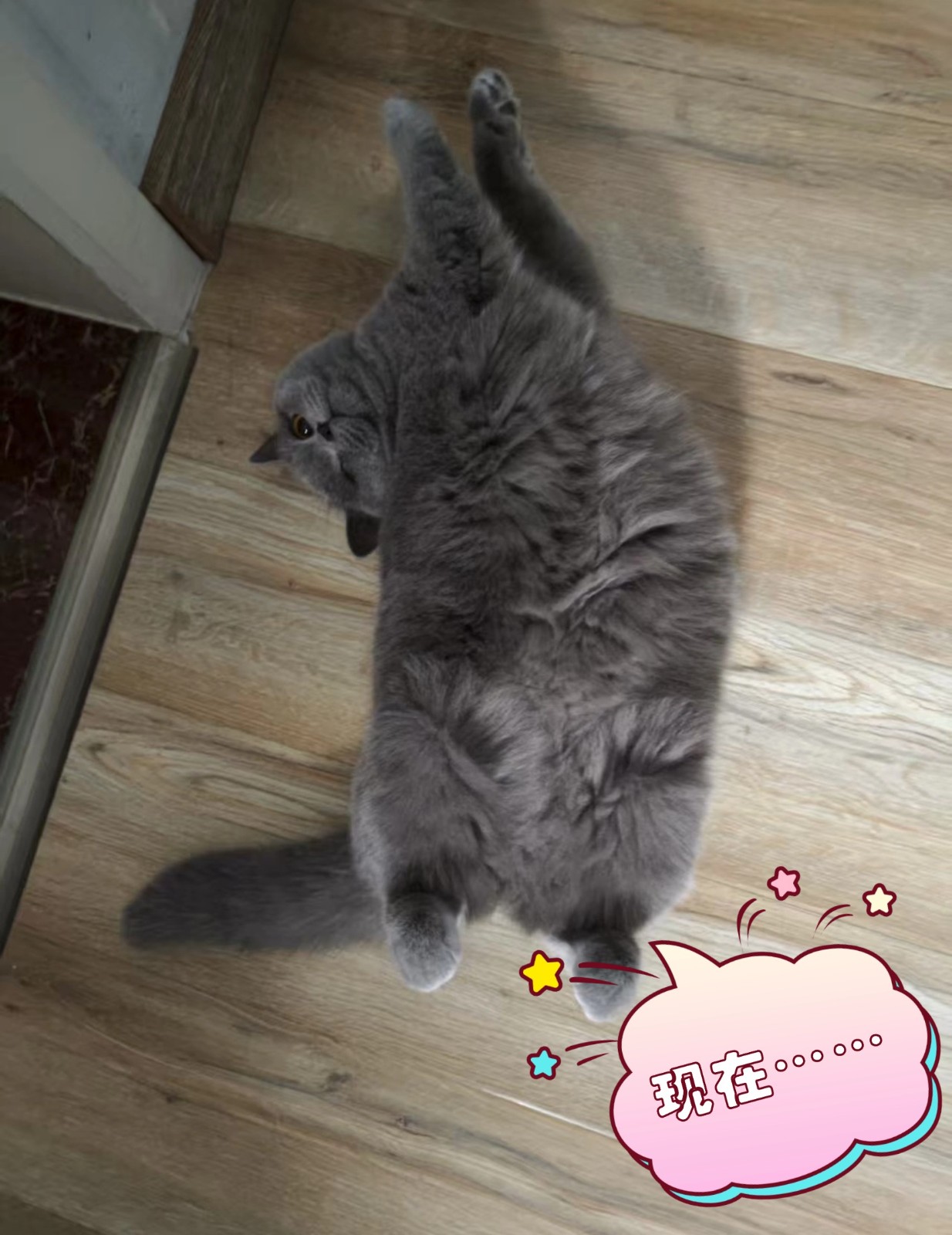 幼猫到家应该喂什么粮？怎样吃才能让猫健康成长