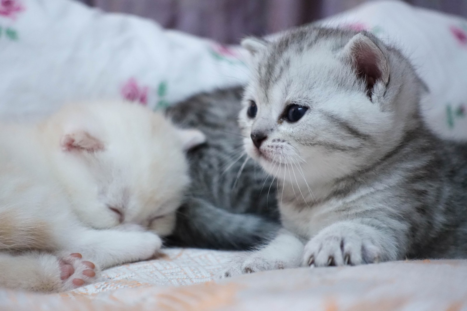 猫咪接回家后要做什么？新手铲屎官需要知道这些