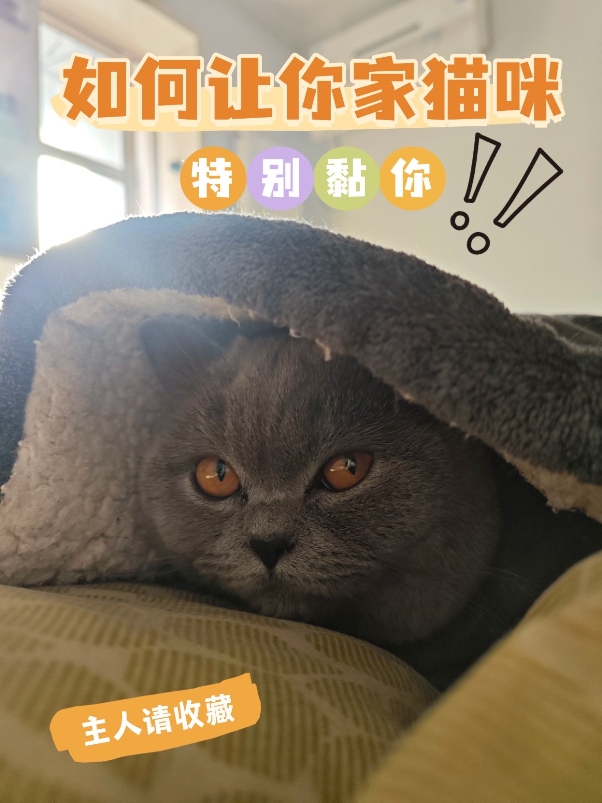 如何与你家猫咪拉近关系？一包湿粮就搞定啦！