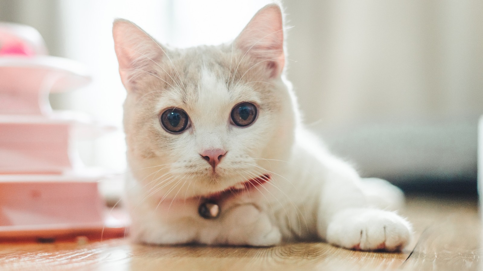 铲屎官大科普：家里的猫咪总是叫，究竟是怎么回事？