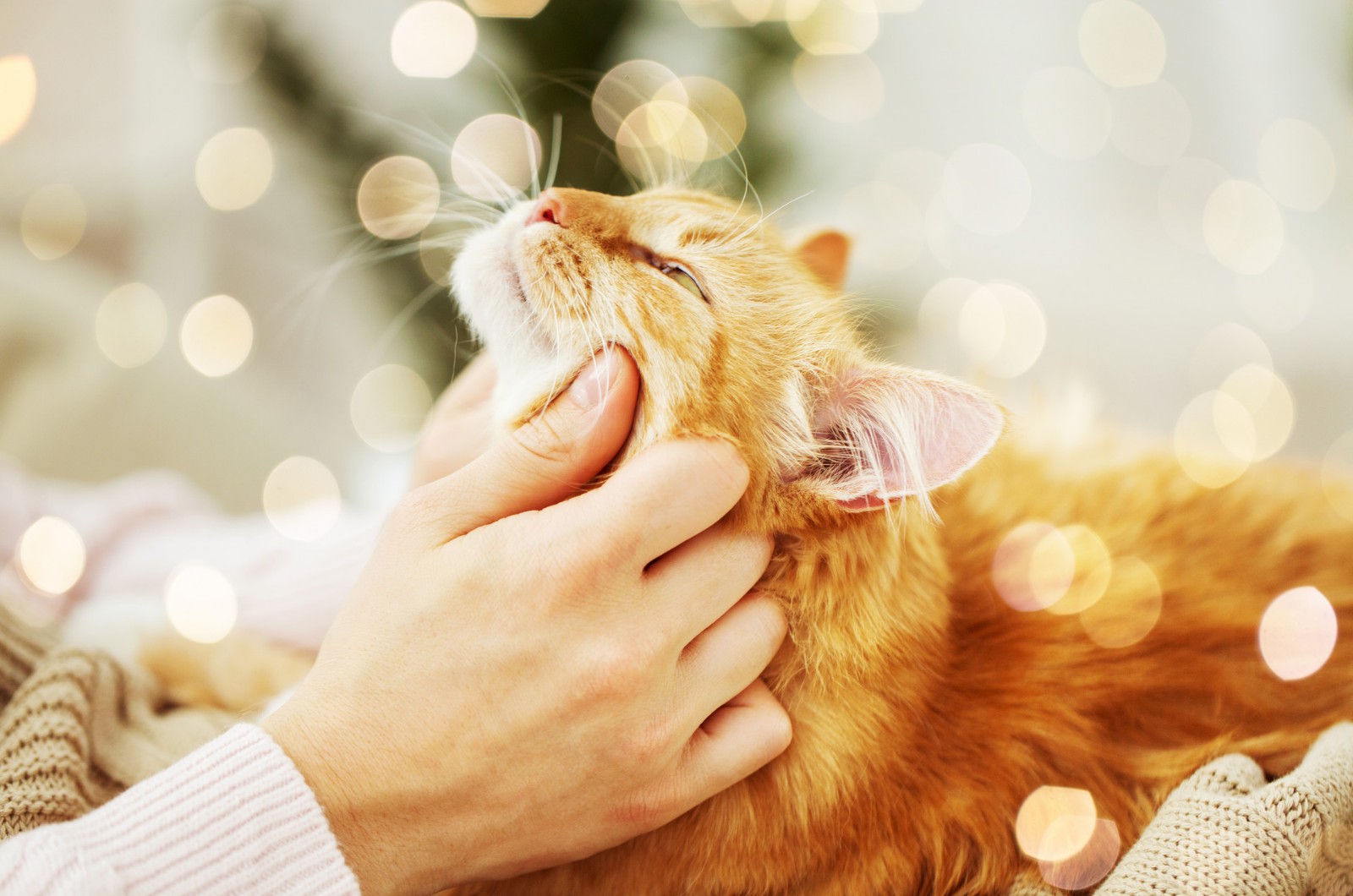 这些行为证明猫咪正偷偷爱着你，快看看你家猫有没有吧