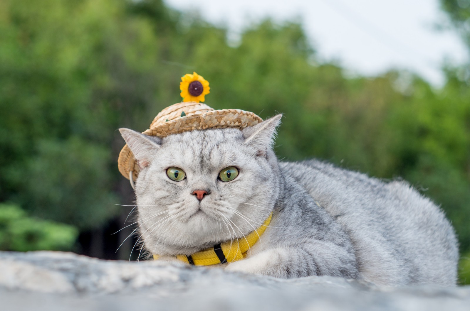 刚到家的小猫咪，不会用猫砂盆怎么办？