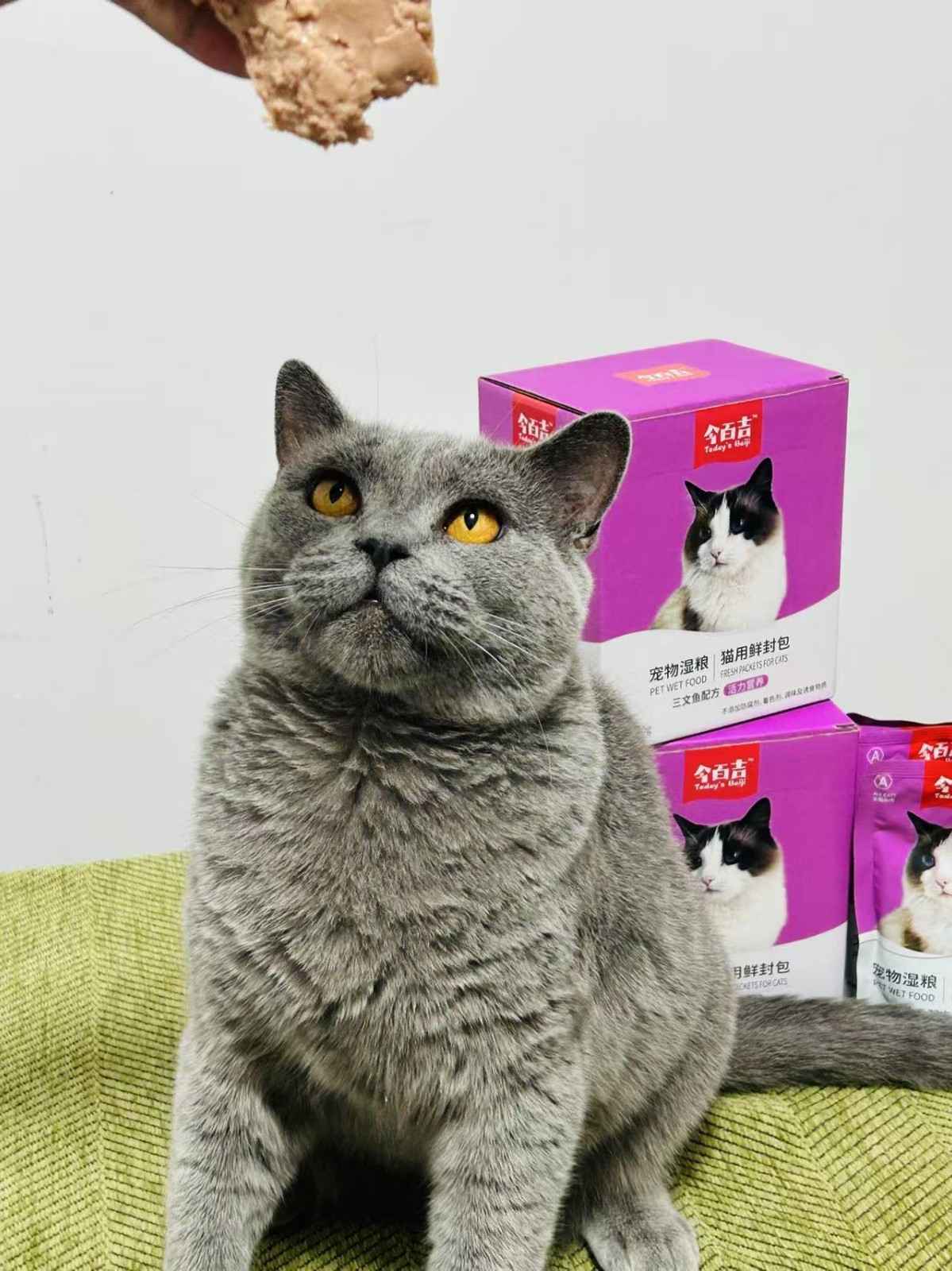 猫咪发腮长肉的好用猫饭，终于让我找到了
