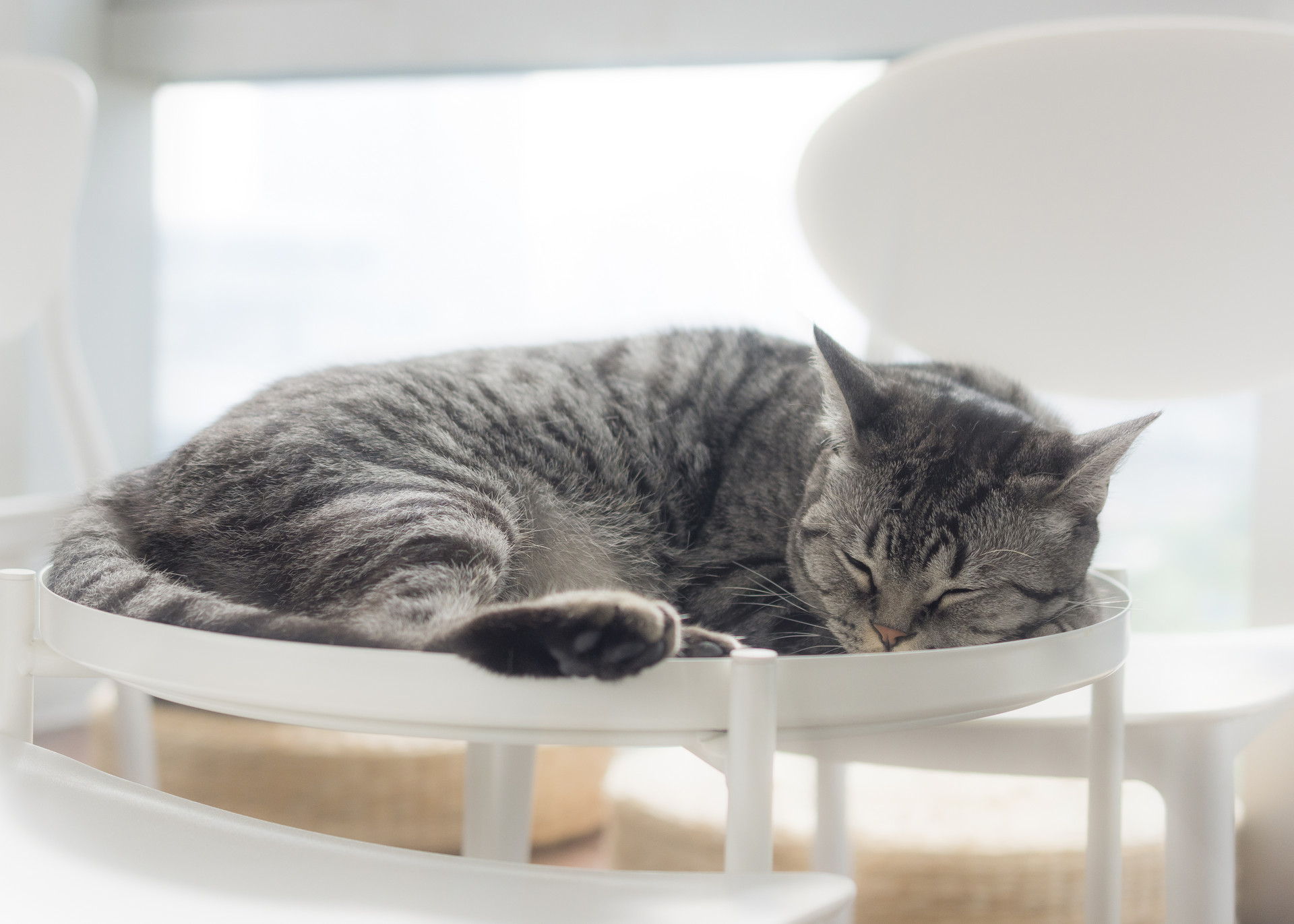 家里的小猫成年后，还需要做哪些事情？
