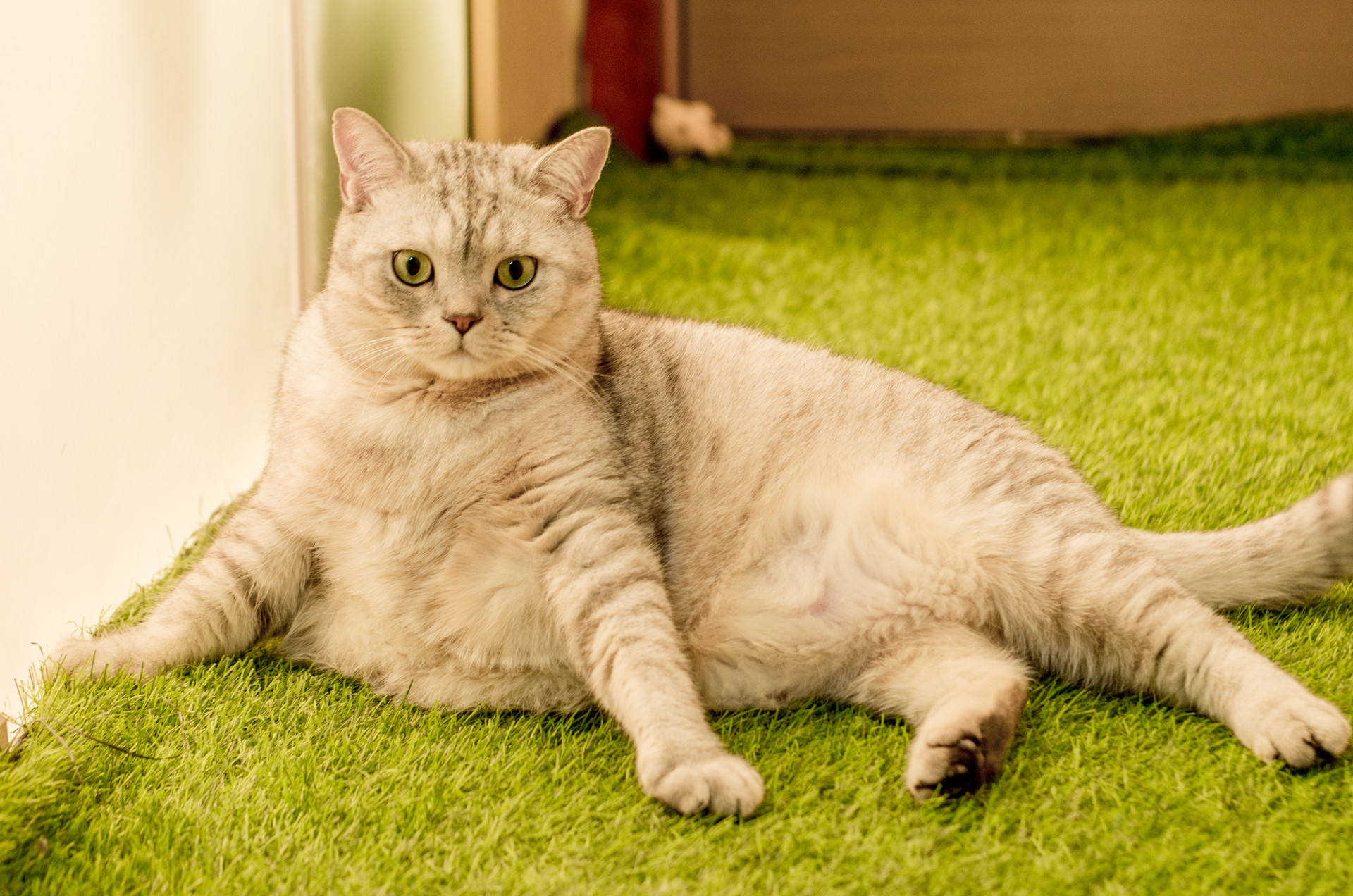 如果你家的猫咪快要压塌炕了，那就这样喂它吧