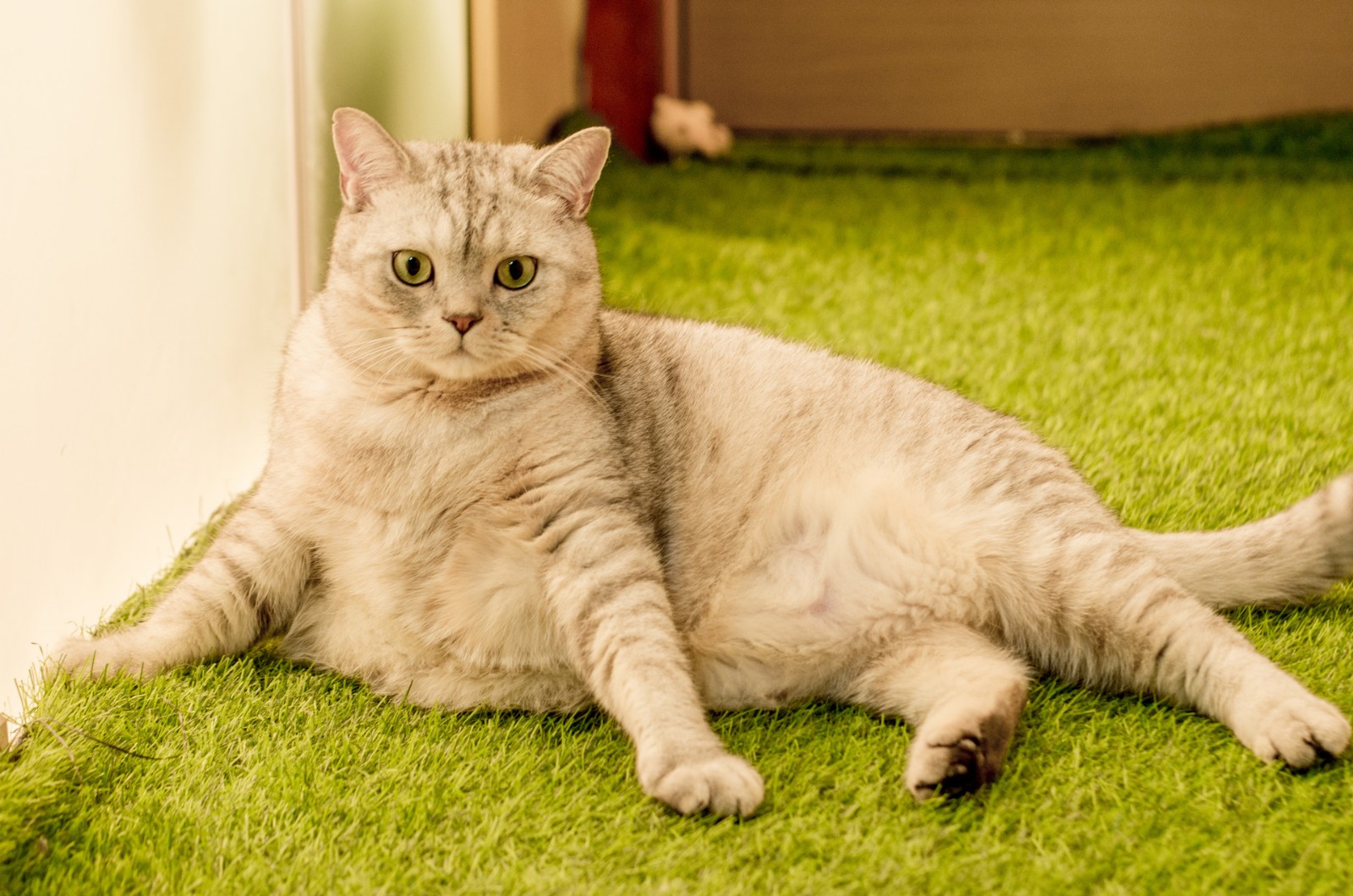 如果你家的猫咪快要压塌炕了，那就这样喂它吧