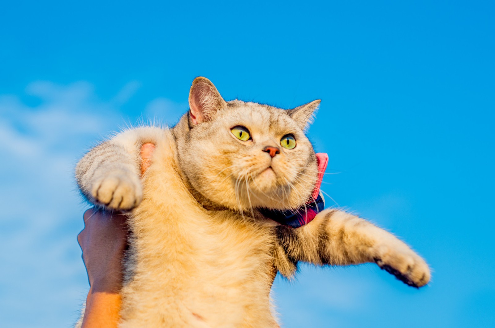 铲屎官大科普：如何训练猫咪社会化能力？
