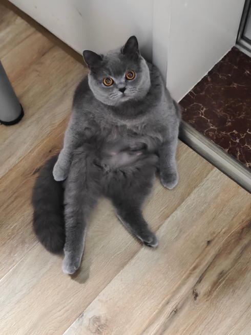 其实吧，平价猫咪湿粮也能有好粮