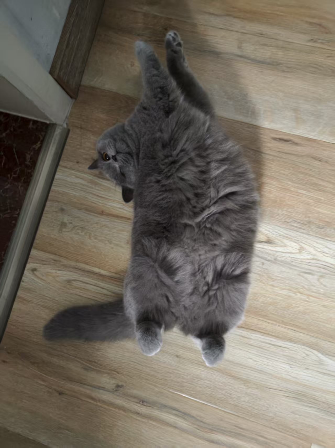 其实吧，平价猫咪湿粮也能有好粮