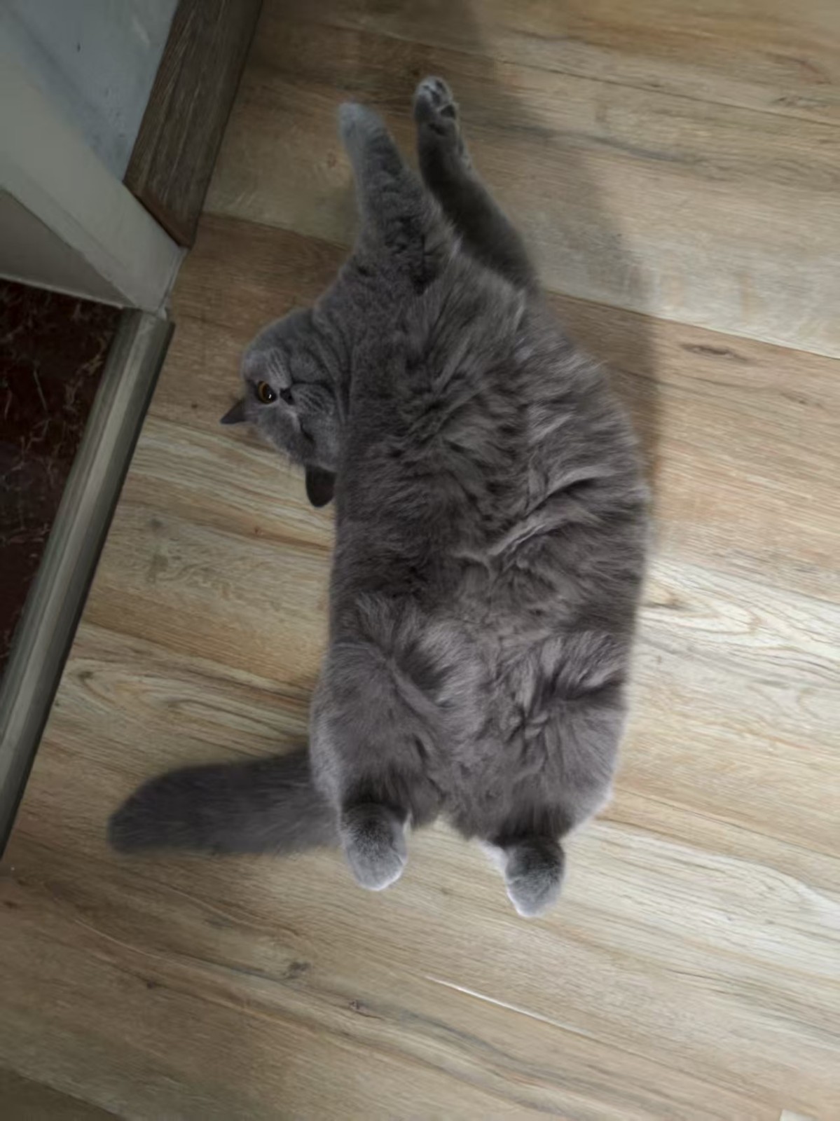 其实吧，平价猫咪湿粮也能有好粮