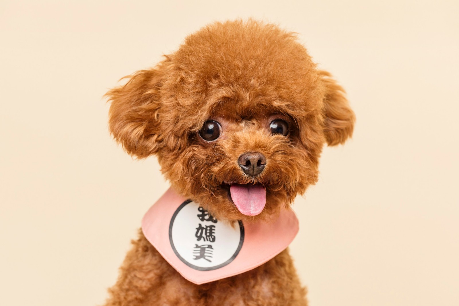 爱狗人士都在这么喂，赶快给你家毛孩子也得拥有！