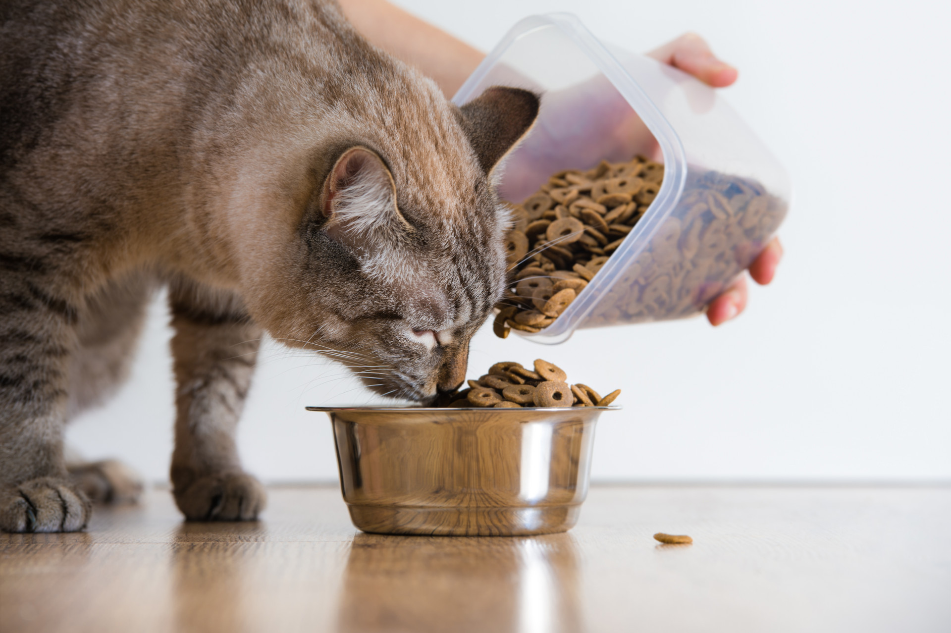 铲屎官大科普：家里的猫咪不爱吃饭怎么办？