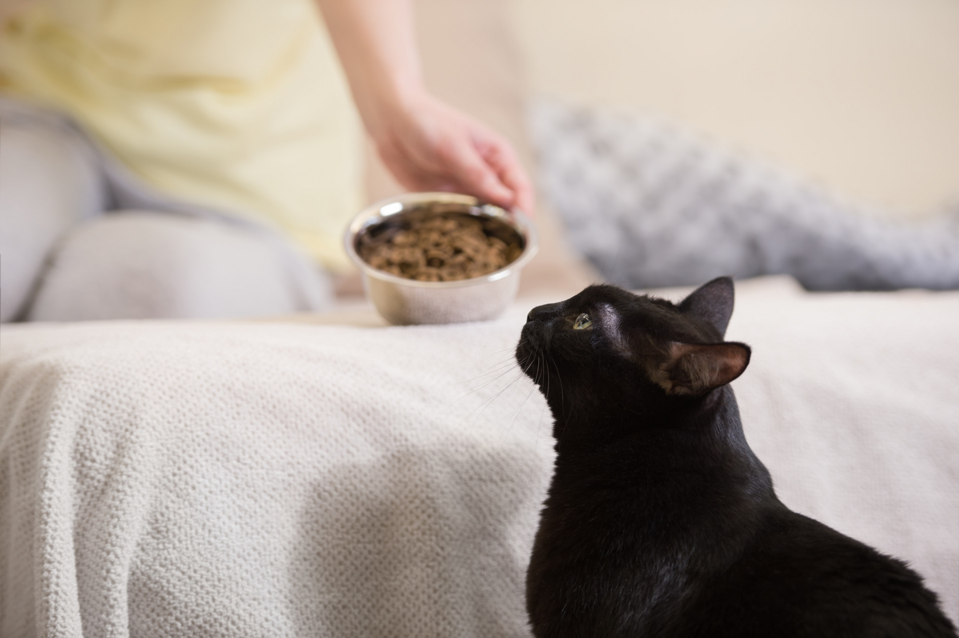 铲屎官大科普：家里的猫咪不爱吃饭怎么办？