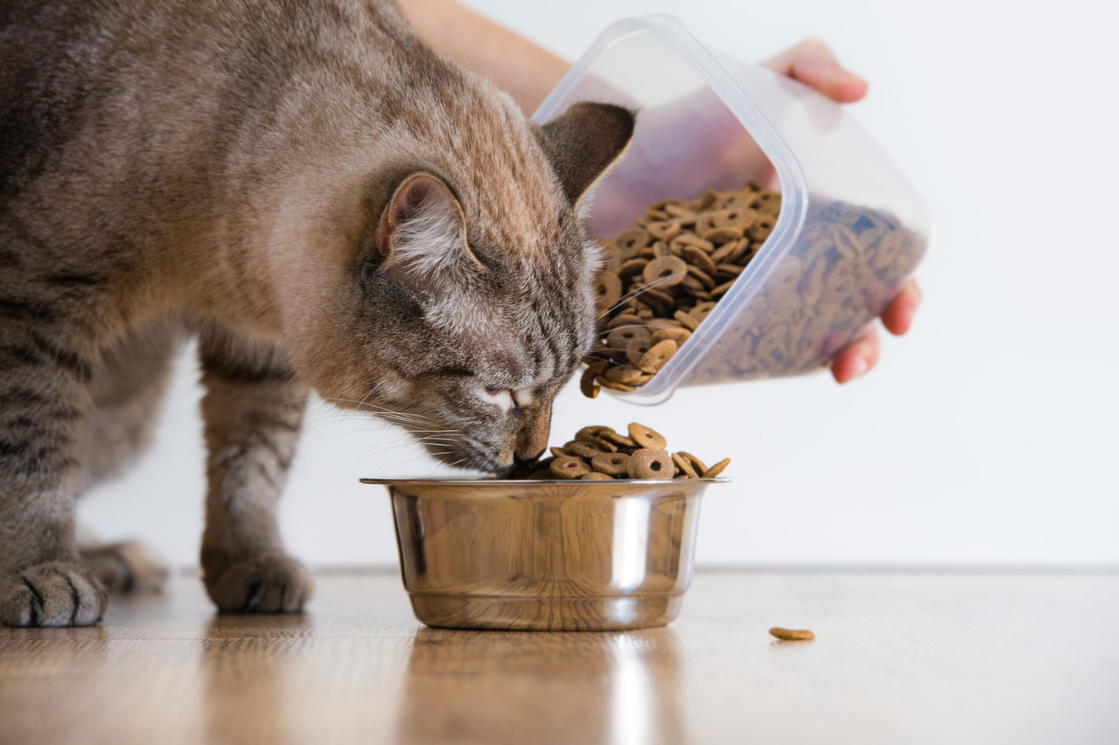 铲屎官大科普：家里的猫咪不爱吃饭怎么办？