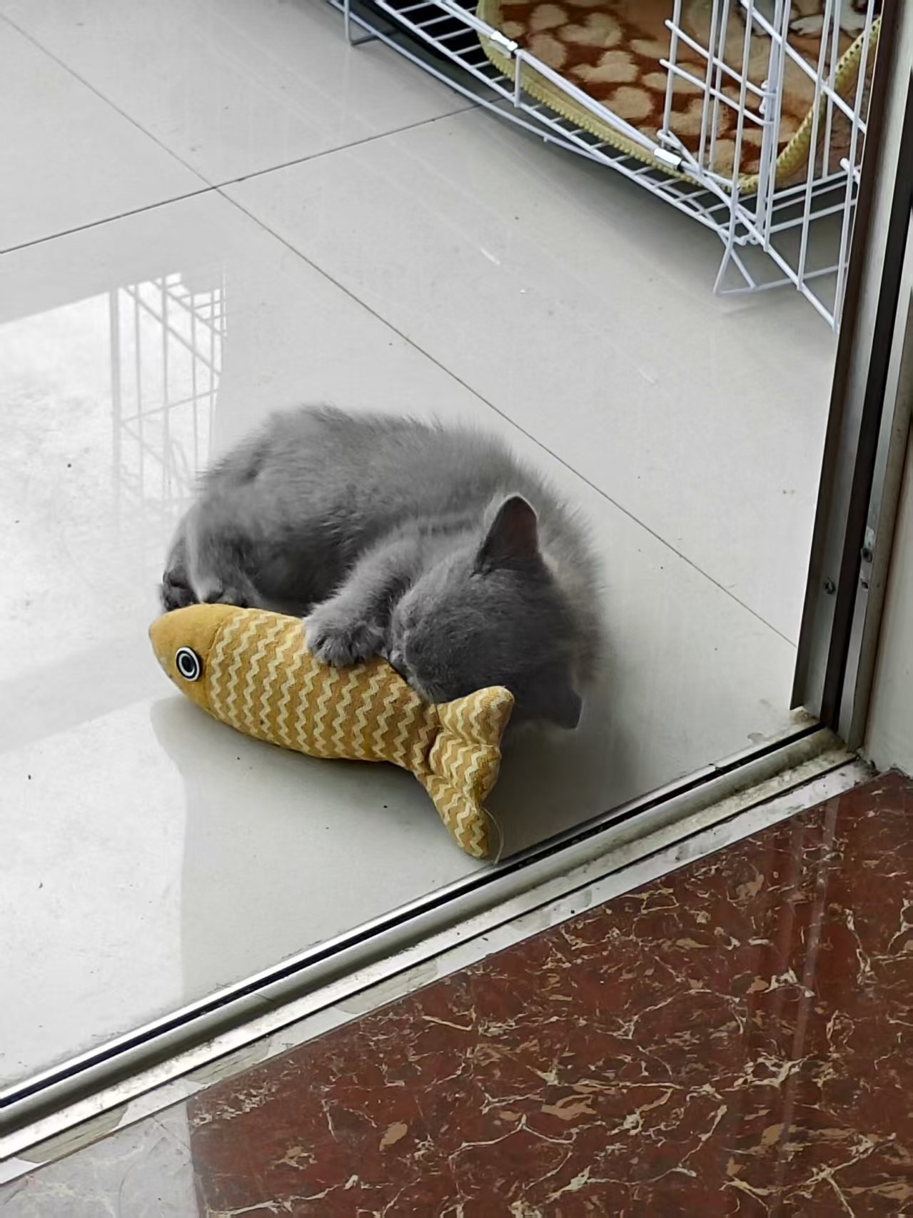 价格便宜还能免费吃？这款猫猫喜欢的平价湿粮也太强了吧