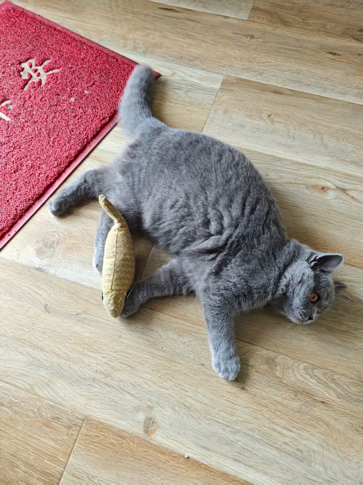 价格便宜还能免费吃？这款猫猫喜欢的平价湿粮也太强了吧
