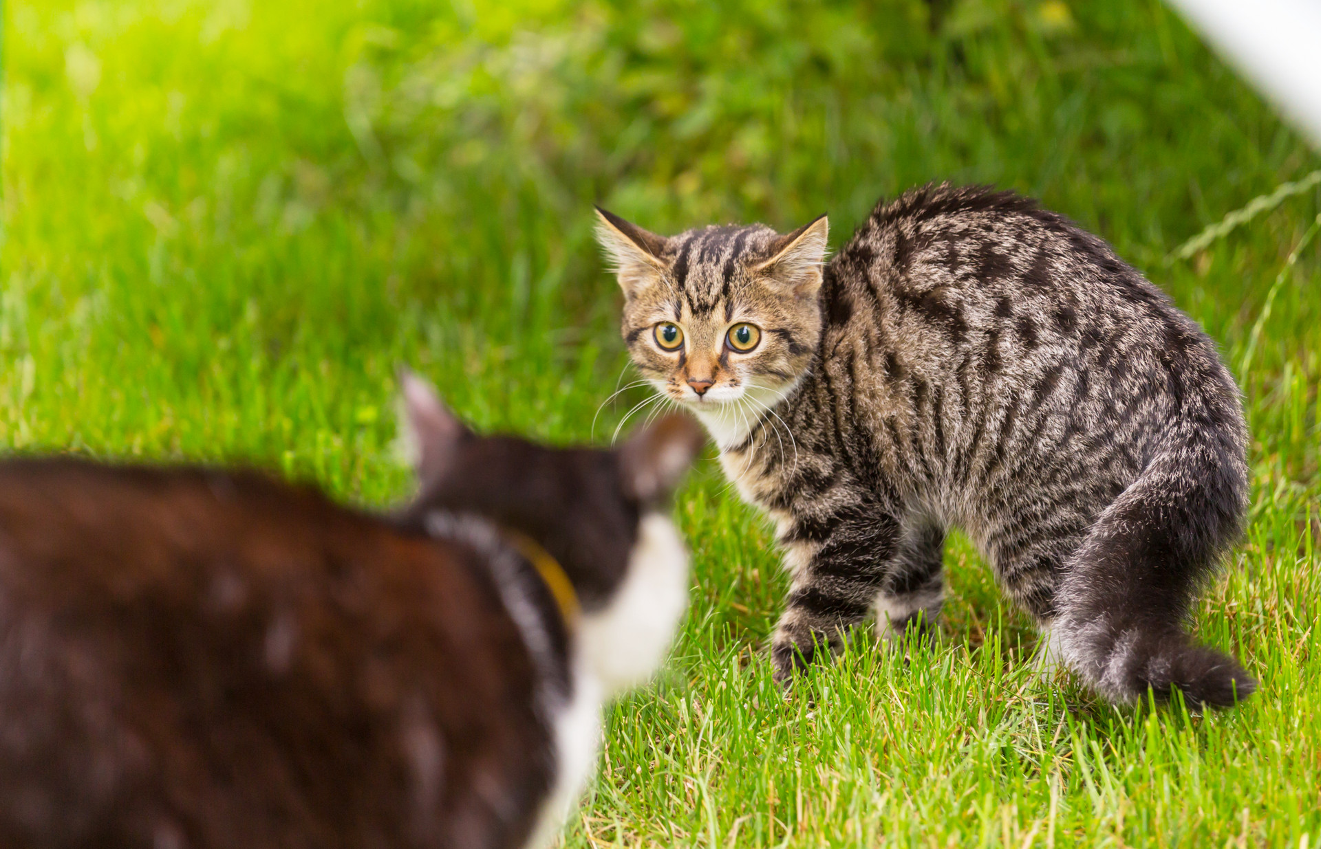 多猫家庭应该如何养猫？怎样让猫咪和谐相处不打架？