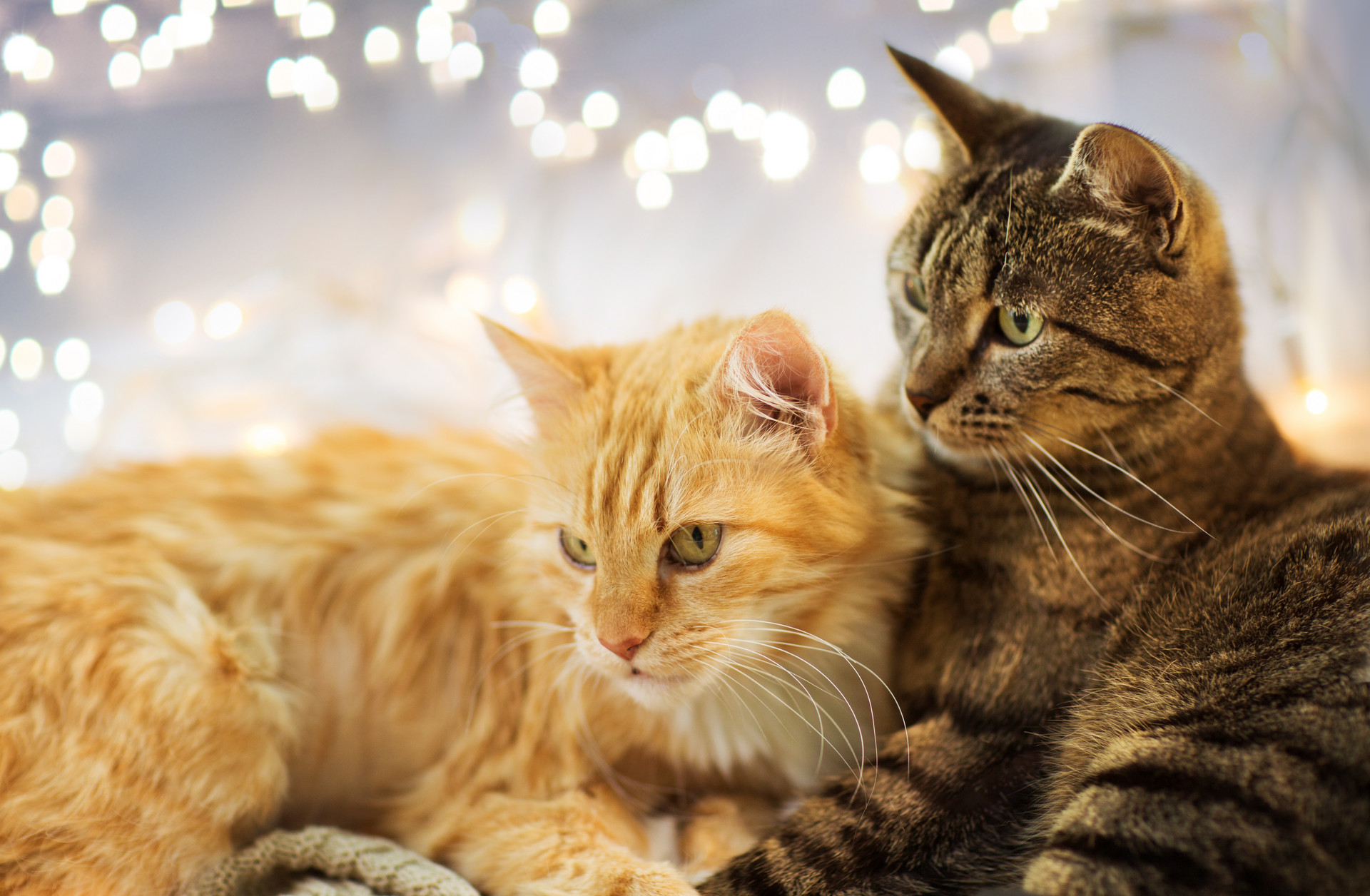 多猫家庭应该如何养猫？怎样让猫咪和谐相处不打架？