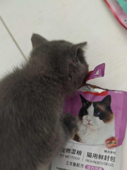 刚到家的小猫，竟然被我用免费猫粮搞定了！