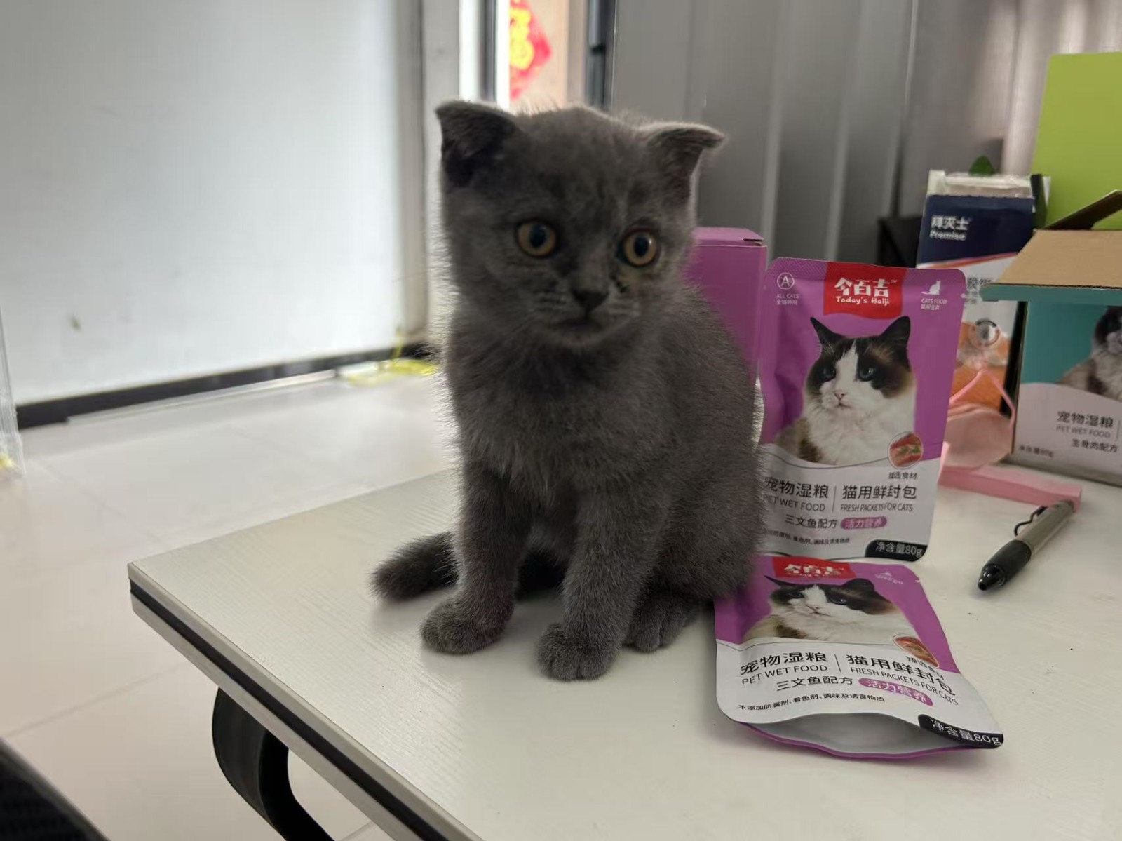 刚到家的小猫，竟然被我用免费猫粮搞定了！