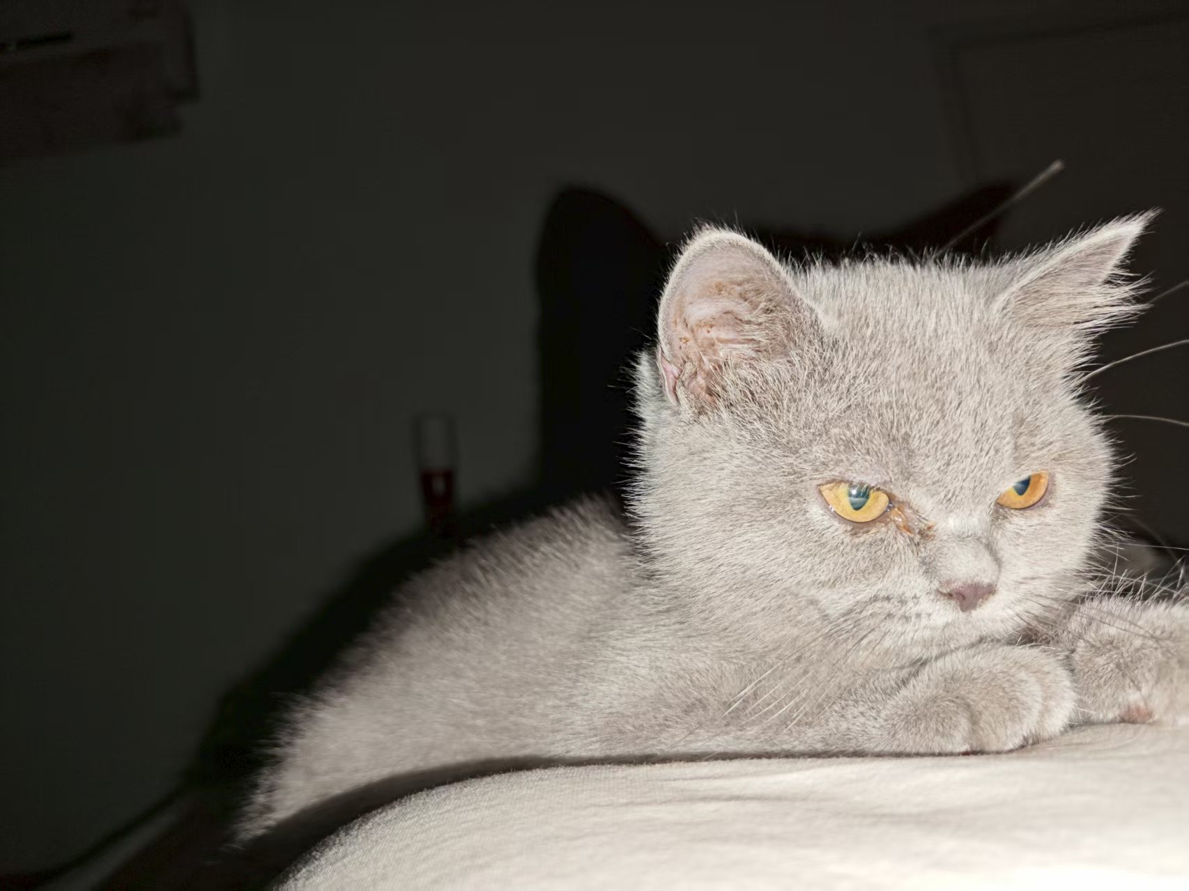 如何让你家猫咪对你生成依赖？黏人小猫养成攻略