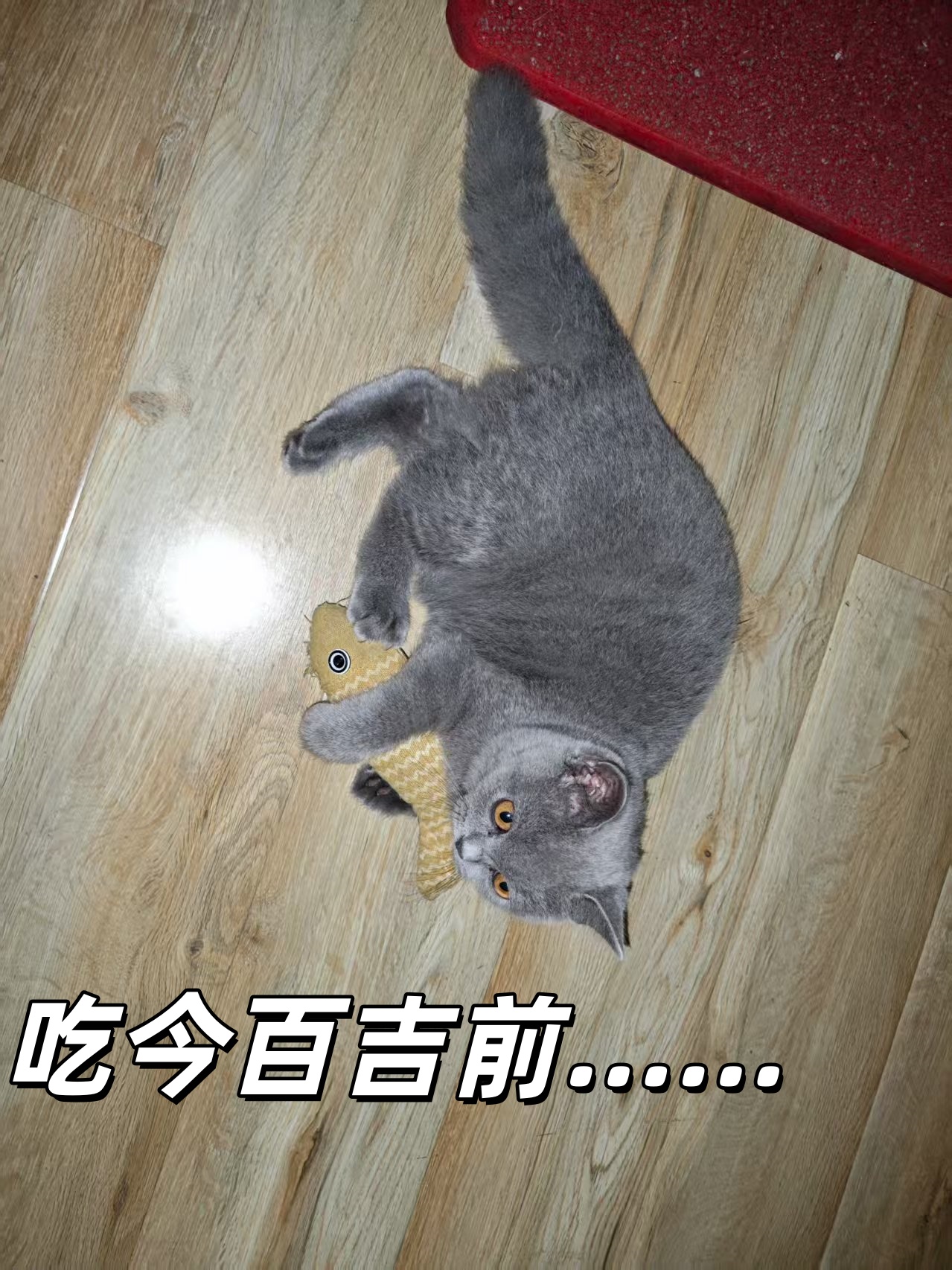 我家猫咪长肉变壮，竟然全靠它……