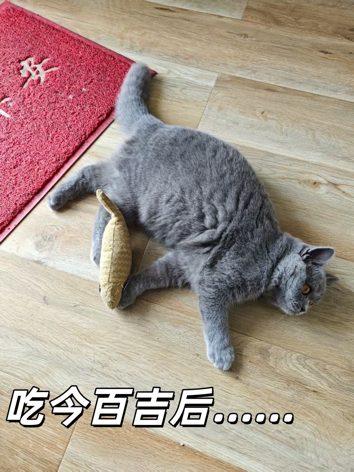 我家猫咪长肉变壮，竟然全靠它……