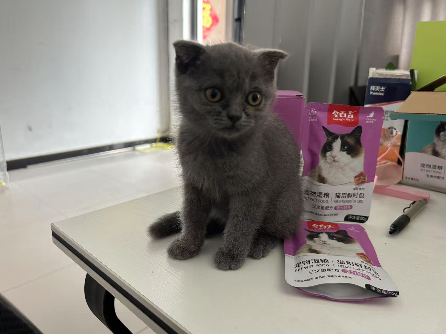想和家里的猫咪增进感情？一包猫粮就够了