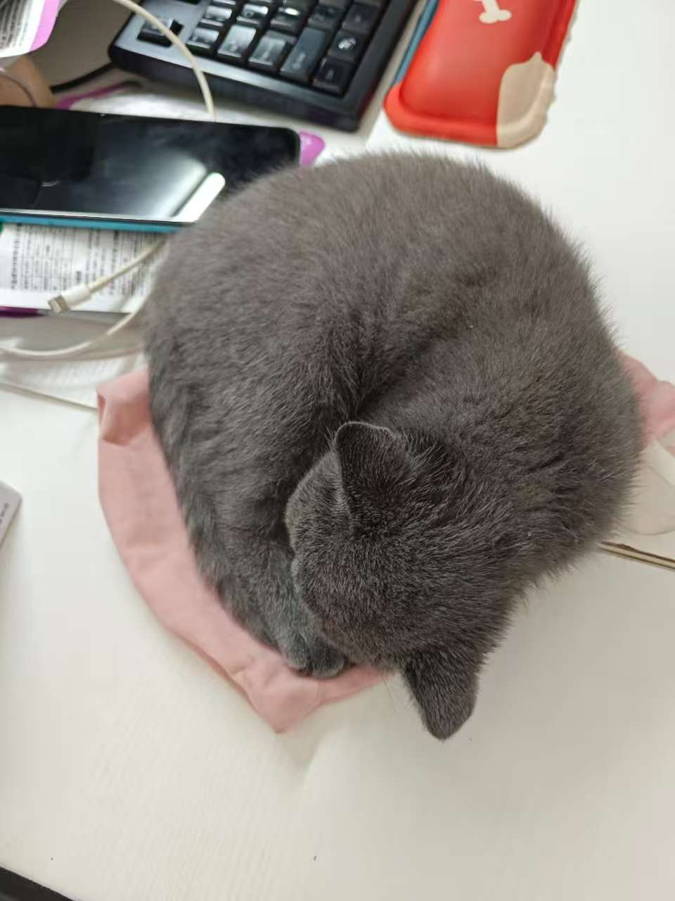 体质差的猫咪应该吃哪款猫粮？实惠的湿猫粮推荐