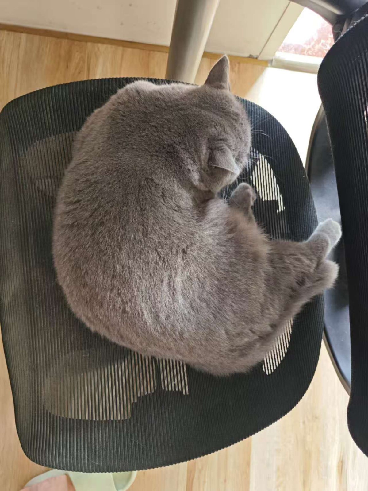 体质差的猫咪应该吃哪款猫粮？实惠的湿猫粮推荐