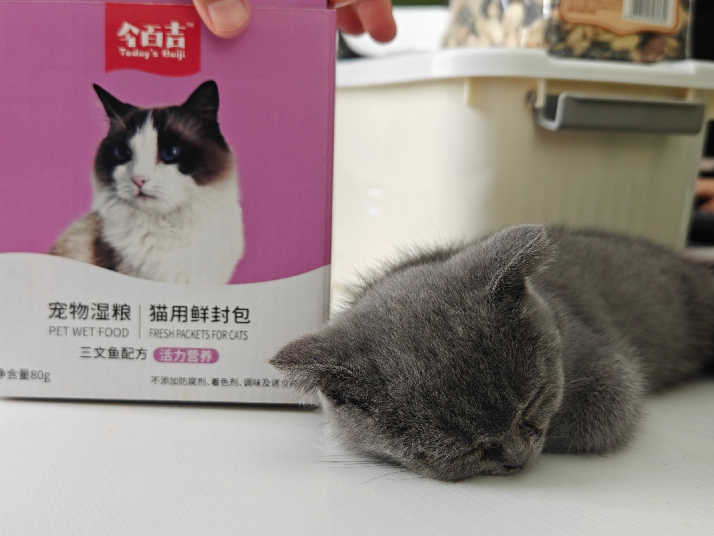 身体状况糟糕的小猫,应该用什么猫粮来调理身体 身体状况糟糕的小猫,应该用什么猫粮来调理身体