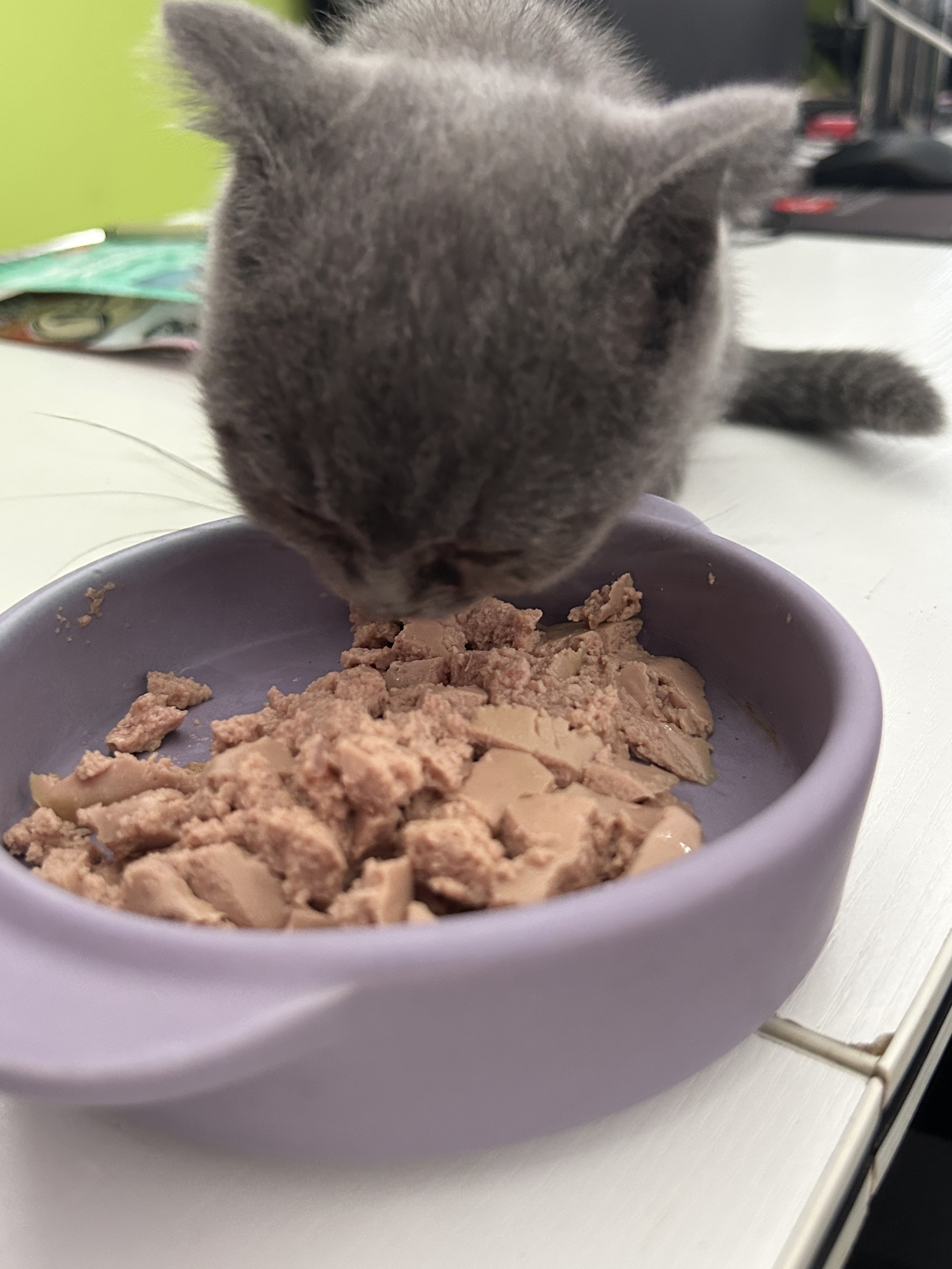 身体状况糟糕的小猫,应该用什么猫粮来调理身体 身体状况糟糕的小猫,应该用什么猫粮来调理身体