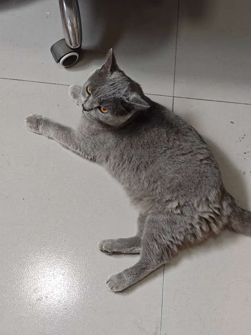 想让猫咪毛皮光滑？这些操作少不了