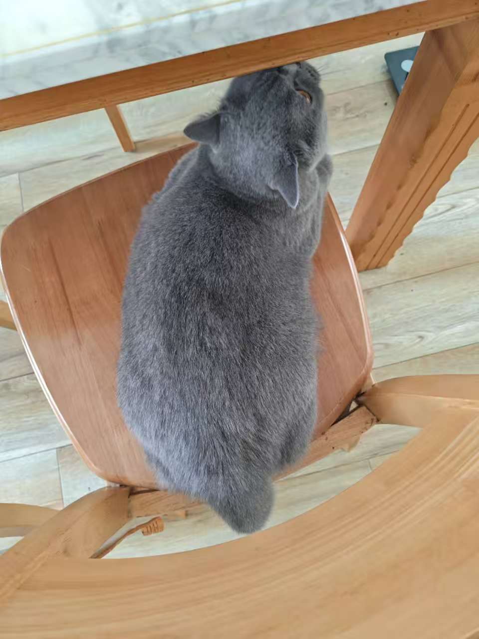 想让猫咪毛皮光滑？这些操作少不了